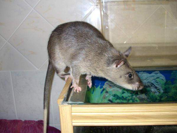 Африканські пацюки важать до 1,5 кілограма