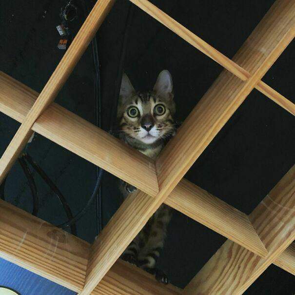 Коти під стелею