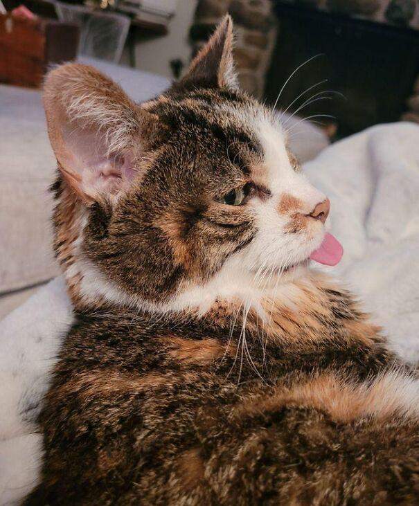 Кумедні фото котів з висунутим язиком