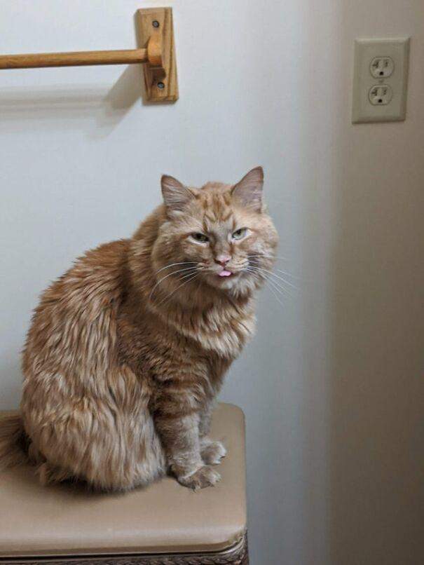Смешные фото котов с высунутым языком