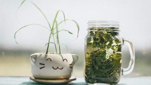 Споживання, здавай б, Надзвичайно корисний зеленого чаю може нашкодіті печінці та Нирко 