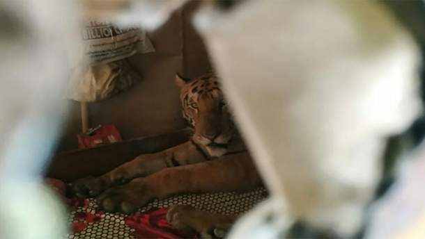 Тигрица остановилась в доме местного жителя