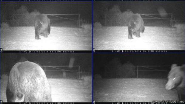 Ведмідь у Чорнобилі 