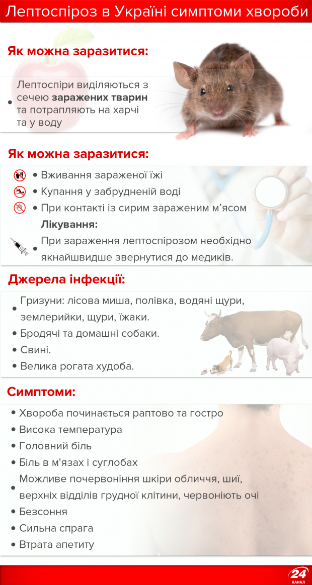 Лептоспіроз в Україні: симптоми хвороби