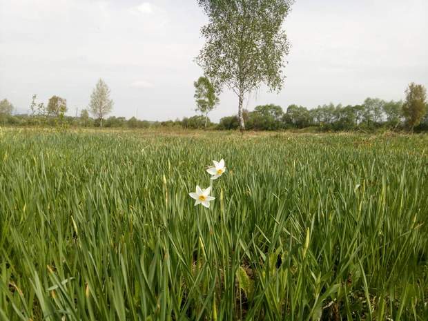 На Закарпатті розквітає Долина нарцисів: перші фото