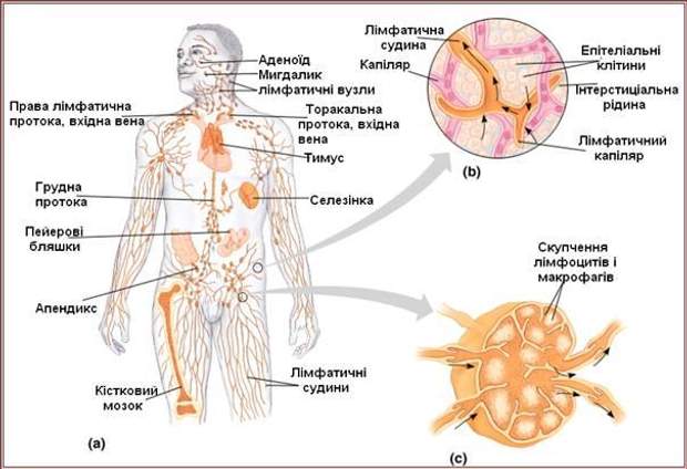 Лімфатична система