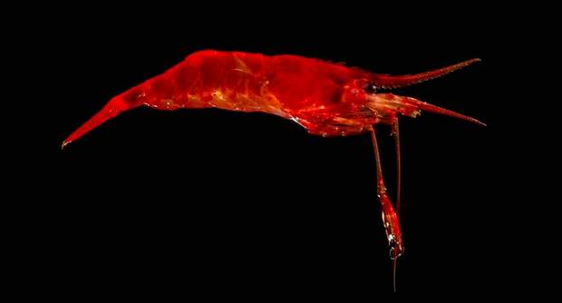  New Species of Marine Animals Australian Scientists 