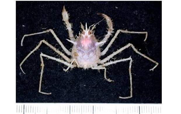  new species of sea Australia 