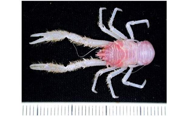  New species of marine animals Australia 