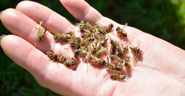 В мире масово гибнут насекомые