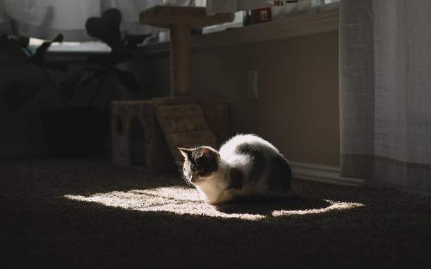 Квартира сонце світло кіт південна сторона