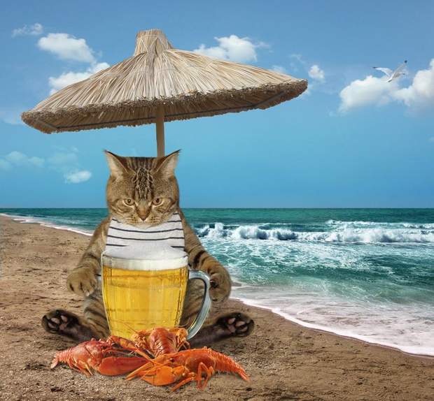 коти