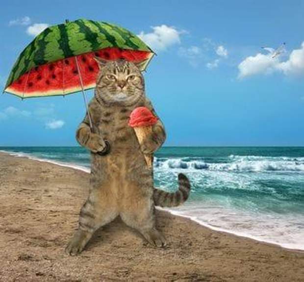 коти