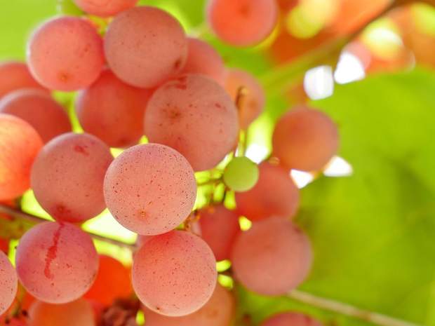 Польза винограда: витамины, минералы, полезный сахар