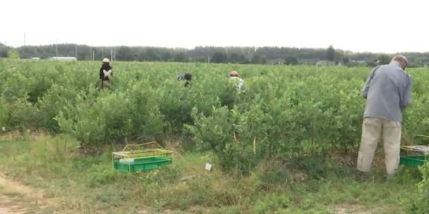 Фермери Фермери