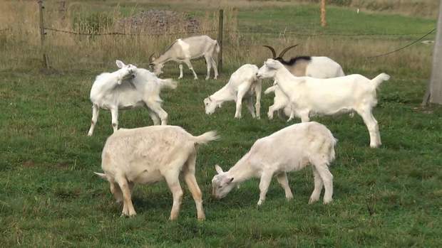 Козина ферма