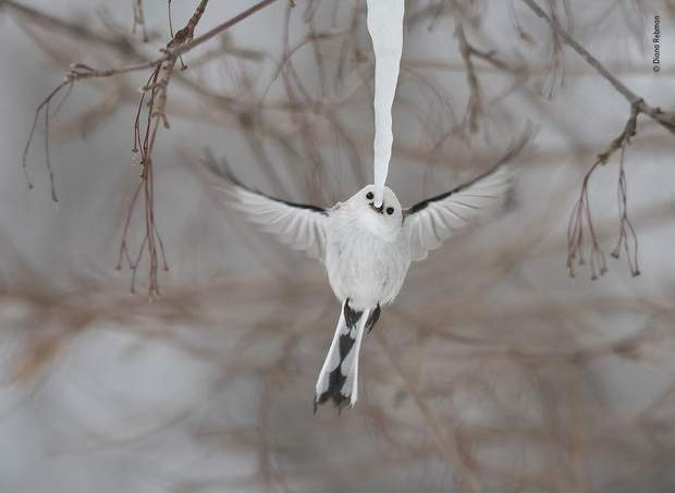 Wildlife Photographer of the Year