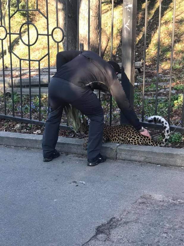 леопард на поводке в центре Киева