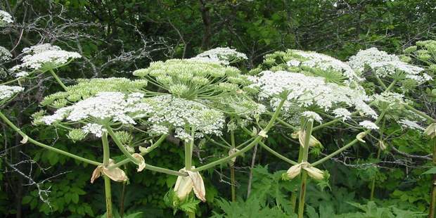 борщівник борщівник