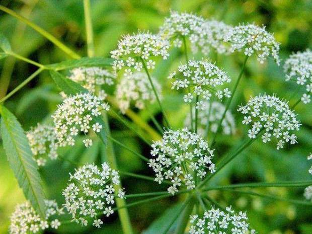 віх отруйний віх отруйний