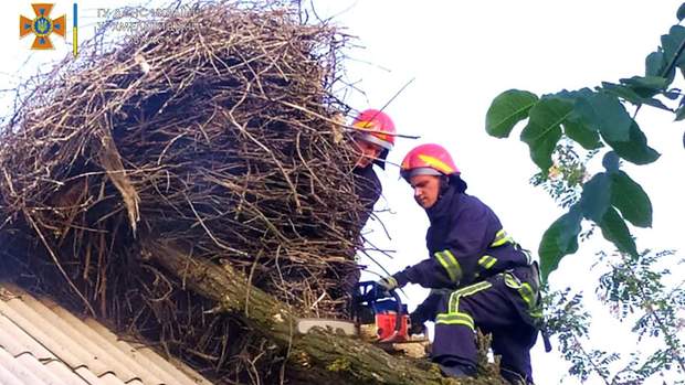 Рятувальники також пополяли дерево Рятувальники також пополяли дерево