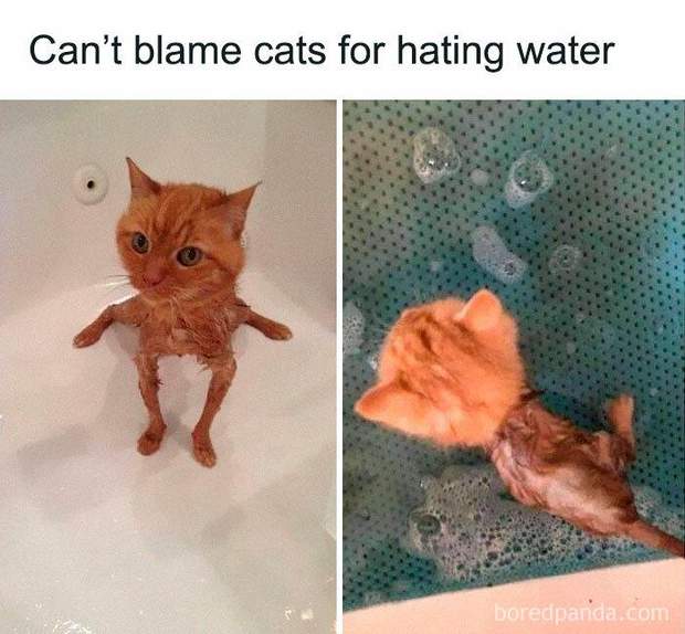 Коты в воде