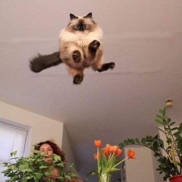 Кот летит в воздухе