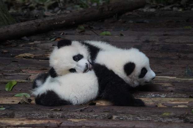 Китай увеличил количество панд, увеличивая леса