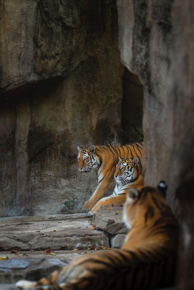 Тигров осталось мало в природе