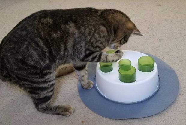 Іграшки-головоломки для котів