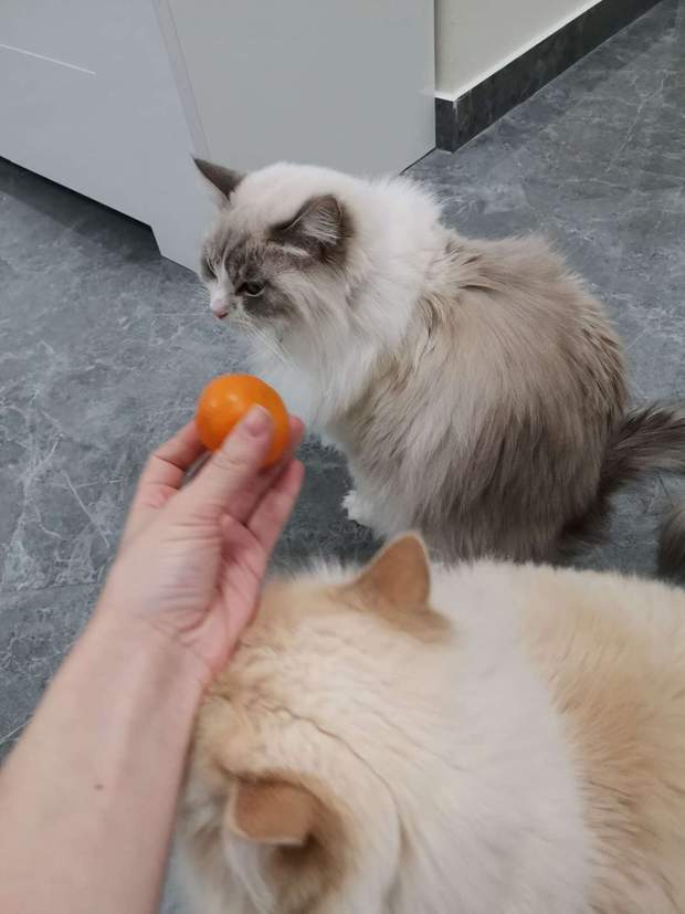 Віктор та мандарини