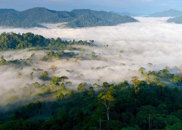 тропічний ліс на Борнео