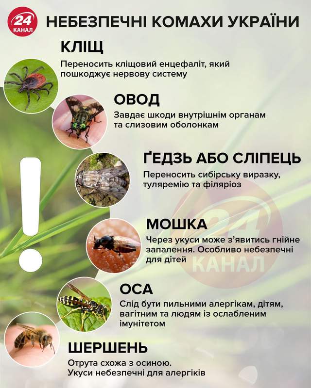 Небезпечні комахи інфографіка 