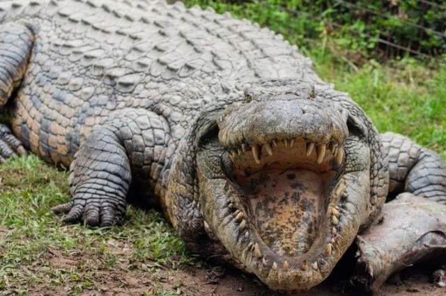 Найстаріший крокодил Генрі
