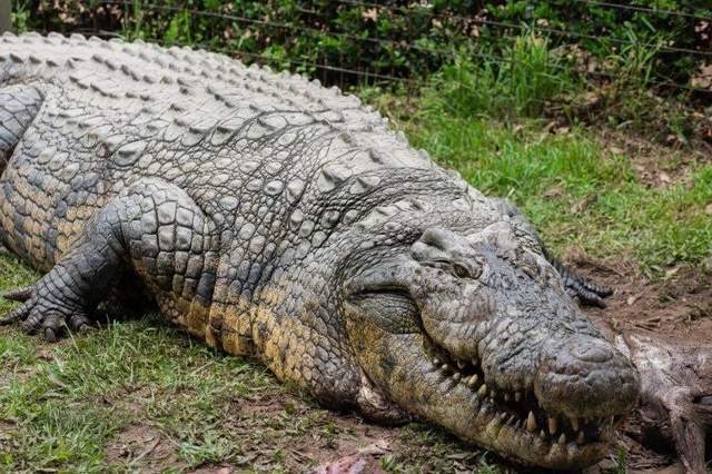 Найстаріший крокодил