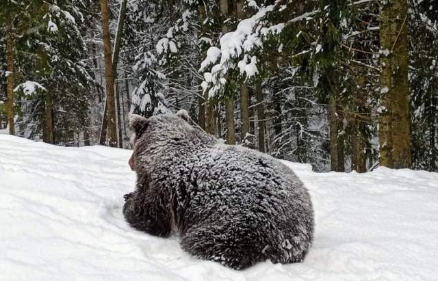 Карпатські ведмеді почали залягати в сплячку ФОТО