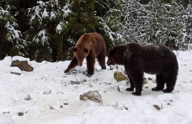 Карпатські ведмеді почали залягати в сплячку ФОТО
