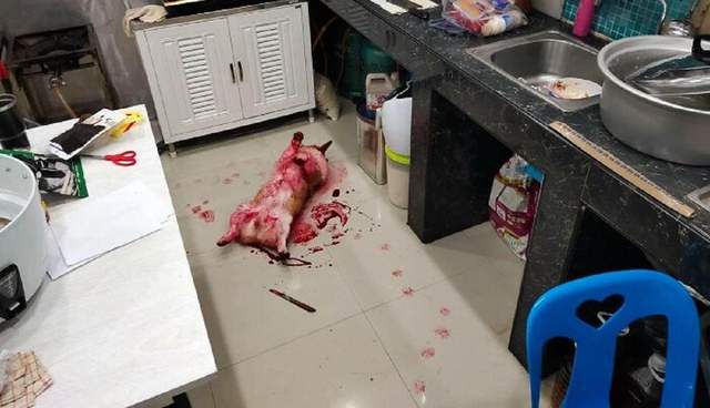 Інсценування смерті: коргі, який ледве не влаштував серцевий напад своїм господарям Інсценування смерті: коргі, який ледве не влаштував серцевий напад своїм господарям