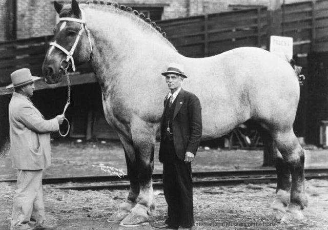 Найбільший у світі кінь Верховний Бруклін