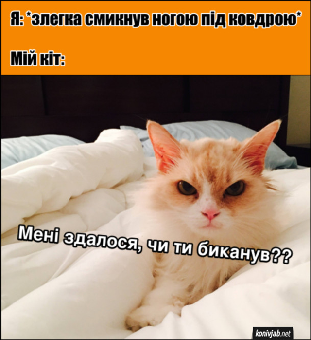 День кота прикольні картинки