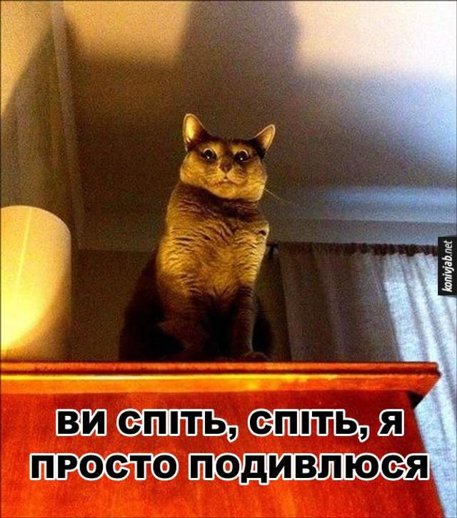 День кота картинки