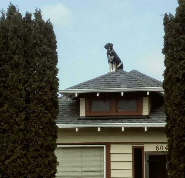 ​Як цей пес опинився на даху – загадка