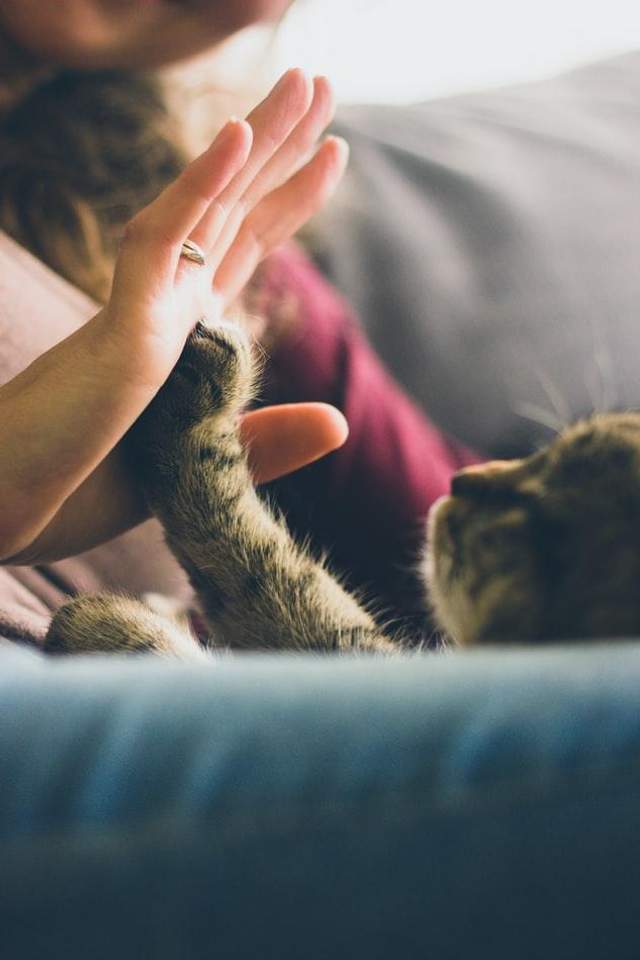 Кішки допомагають людям не почуватися самотніми
