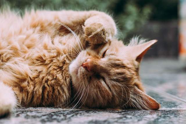 Коти сприяють заспокоєнню і стабілізації нервової системи