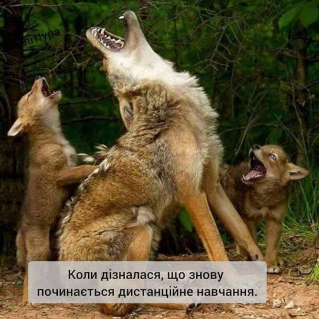 Школярі хочуть до школу