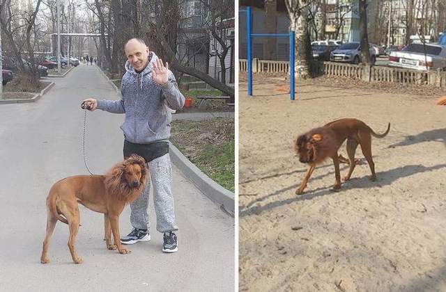 Собака с гривой льва в Днепре