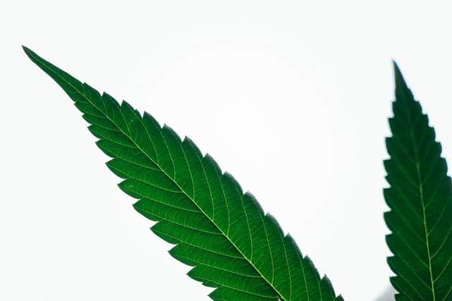 Легализация марихуаны в нью йорке пользуемся браузером тор