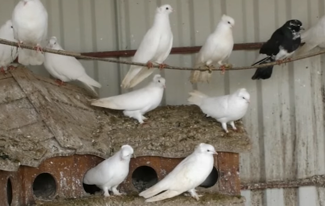 Корм для птиц привлекает грызунов, поэтому без труда котиков не обойтись Корм для птиц привлекает грызунов, поэтому без труда котиков не обойтись dqxikeidqxidqrant