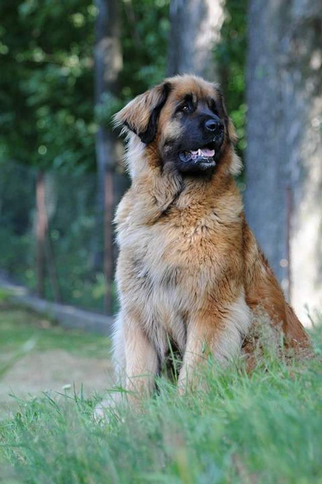 Leonberger Vse O Porode Sobak S Foto