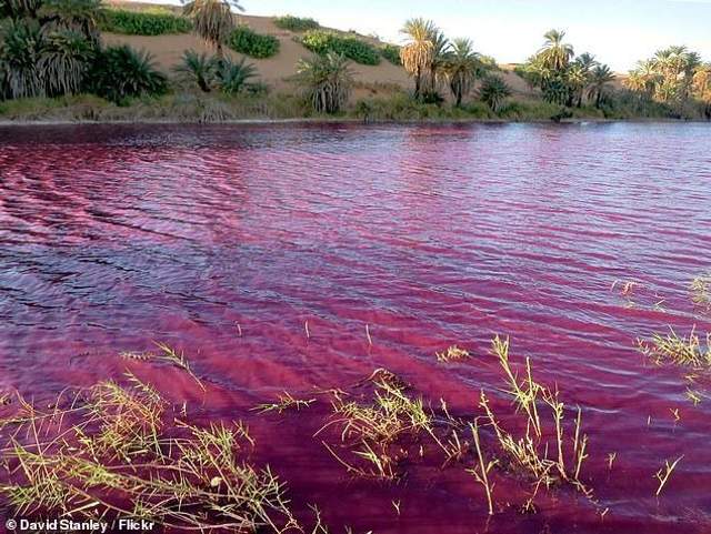 Кривово-червона вода у Йорданії